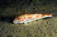 Mullus barbatus barbatus, Red mullet: fisheries, gamefish