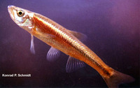 Clinostomus elongatus, Redside dace: