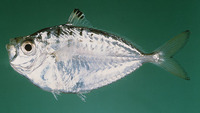 Secutor insidiator, Pugnose ponyfish: fisheries