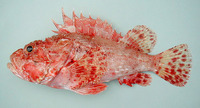 Scorpaena elongata, Slender rockfish: fisheries