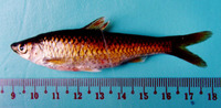 Puntius lindog, : fisheries
