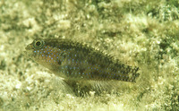 Asterropteryx semipunctata, Starry goby: aquarium