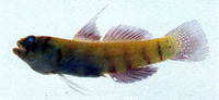 Eviota saipanensis, Saipan pygmy goby: