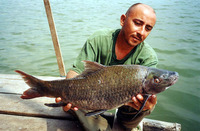 Labeo chrysophekadion, : fisheries, aquarium