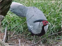 Lineated Kalij Pheasant Lophura leucomelanos lineata