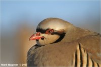 Chukar Partridge Alectoris chukar