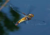 Libellula depressa - Broad-Bodied Chaser