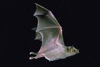 Image of: Leptonycteris nivalis (Mexican long-nosed bat)