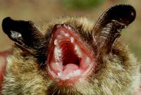 Image of: Myotis septentrionalis (northern long-eared myotis)