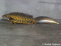 Triturus dobrogicus macrosomus