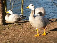Anser indicus - Bar-headed Goose