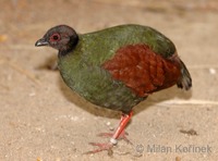Rollulus rouloul - Crested Partridge