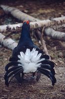 Tetrao tetrix - Eurasian Black Grouse