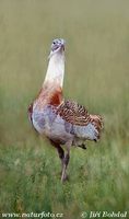 Otis tarda - Great Bustard