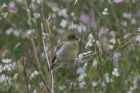 Psaltriparus minimus - Bushtit