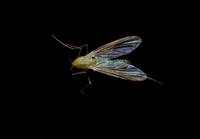 Image of: Chironomidae (midges)