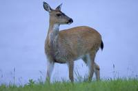 Odocoileus hemionus sitkensis