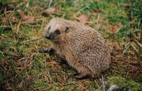 Erinaceus europaeus - Western European Hedgehog
