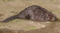 Castor fiber - Eurasian Beaver