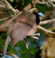 Image of: Paradisaea raggiana (Raggiana bird-of-paradise)