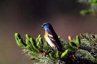 Image of: Passerina amoena (lazuli bunting)