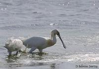 Image of: Platalea leucorodia (Eurasian spoonbill)