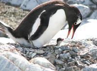 Image of: Pygoscelis papua (gentoo penguin)