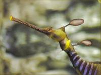Image of: Phyllopteryx taeniolatus (common sea dragon)