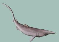 Image of: Mitsukurina owstoni (goblin shark)