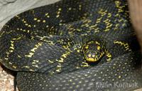 Elaphe carinata - Taiwan Stink Snake