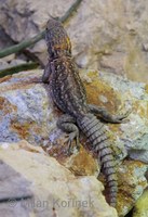 Oplurus cyclurus - Merrem's Madagascar Swift