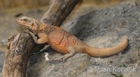 Sauromalus obesus - Chuckwalla