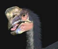 Oviraptor