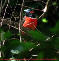 Red-naped Trogon - Harpactes kasumba