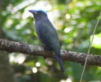 Purple-winged Roller - Coracias temminckii