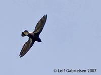 Purple Needletail - Hirundapus celebensis