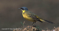 Yellow Wagtail - Motacilla flava