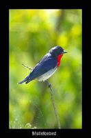 Mistletoebird