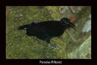 Paradise Riflebird