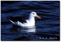 Black-browed Albatross - Thalassarche melanophris