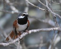 Red-shouldered Vanga (Calicalius rufocarpalis) photo