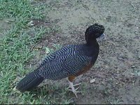 Blue-knobbed Curassow - Crax alberti