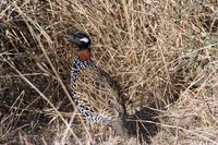 Black Francolin - Francolinus francolinus