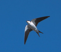Bahama Swallow (Tachycineta cyaneoviridis) photo