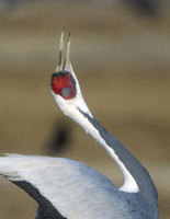 White-naped Crane (Grus vipio) photo