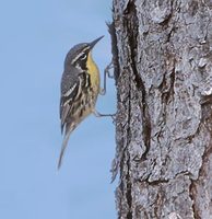 Yellow-throated (Bahama) Warbler (Dendroica dominica flavescens) photo