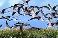 Sooty Tern - Sterna fuscata