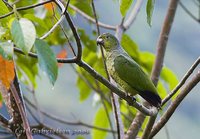 Scaly-naped Parrot - Amazona mercenaria