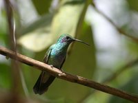 Green Violet-ear - Colibri thalassinus