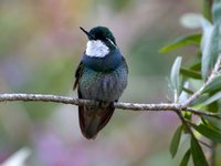 Gray-tailed Mountain-gem - Lampornis cinereicauda